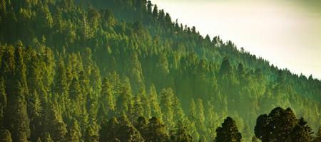 Paysage avec une montagne couverte de pins en été.